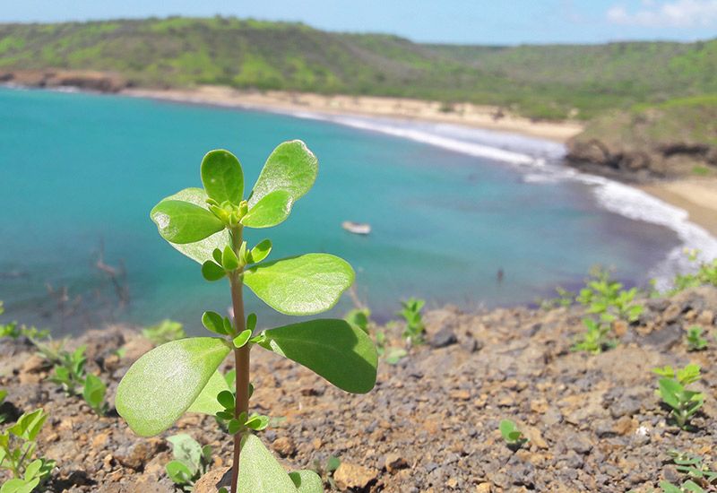 Bardolega salta mar, maleta na mão e esperança na coração